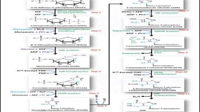 biosynthesis of purine and pyrimidine, nucleotide synthesis, Nucleotide metabolism смотреть онлайн