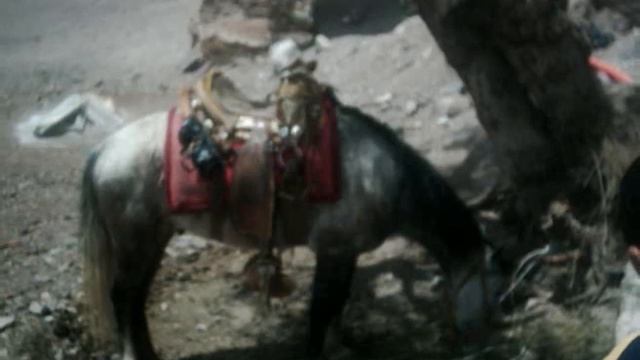 CORRIDO DE PANCHO EL ALAZAN смотреть онлайн