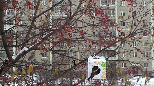 Зиньки-синички смотреть онлайн
