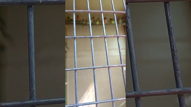 Певчие птицы в вольере после линьки смотреть онлайн