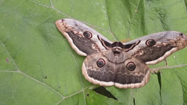 Расул Гамзатов с нами,... смотреть онлайн