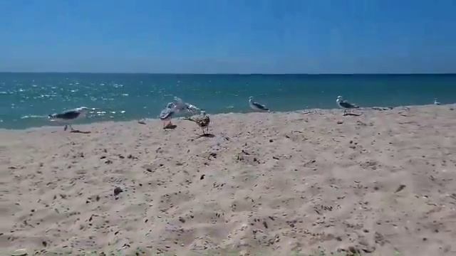 Баклан смеётся смотреть онлайн