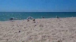 Баклан смеётся