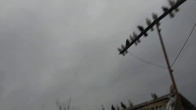 немного о чёрных смотреть онлайн