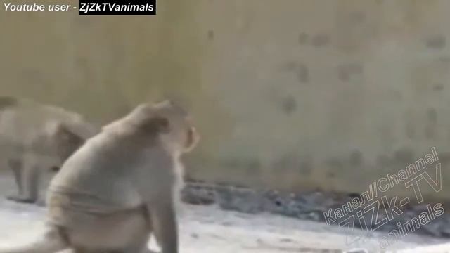 Приколы с животными №4  Fun with animals 4