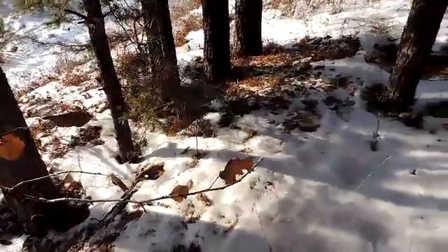 НАРАТЛЫК (СОСНОВЫЙ БОР) смотреть онлайн
