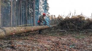 Закончили лесосеку 🌲🪓 // Тестируем новую бензопилу ZimAni MS361 PRO