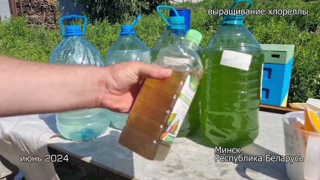 Отличный способ выращивания ХЛОРЕЛЛЫ дома. Любые объёмы. Минимум затрат. Нужна ли стерилизация? смотреть онлайн