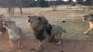 Hungry lions getting meat. AFRICA