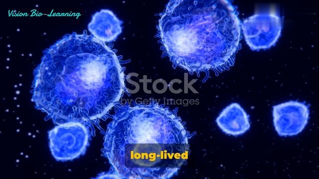 B Cells, Memory B Cells and Plasma Cells: B Cell Activation, Development and the B Cell Receptor. смотреть онлайн