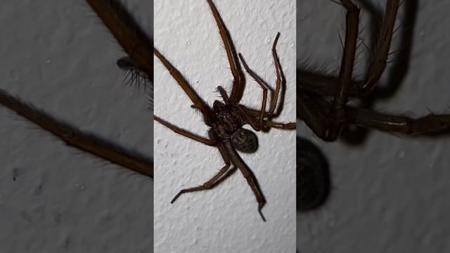 Giant spider with three eyes. смотреть онлайн