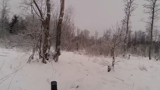 ЗАГОННАЯ ОХОТА НА ЛОСЯ. ВЗЯЛ ЛОСЯ С СБИТЫМ ПРИЦЕЛОМ. смотреть онлайн