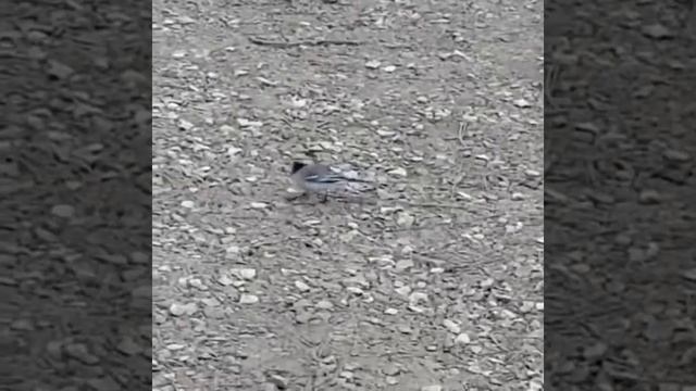 Трясогузка в10.04.2017. Трясогузка вернулась на Родину и сразу побежала подкрепляться! смотреть онлайн