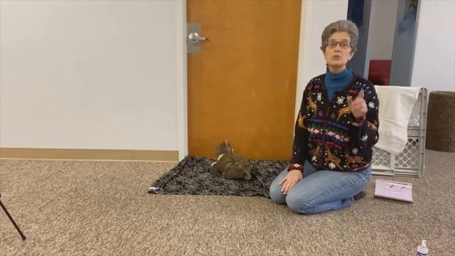 How to introduce a new cat - step one at the door feeding смотреть онлайн