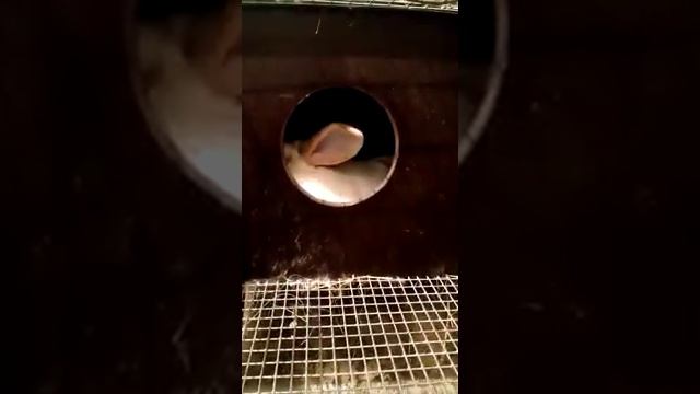 Миксы Чистопородный самец бургундских из Лпх Моряк и бабочка смотреть онлайн