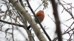 Почему мы видим снегирей зимой ? И куда они улетают весной ?