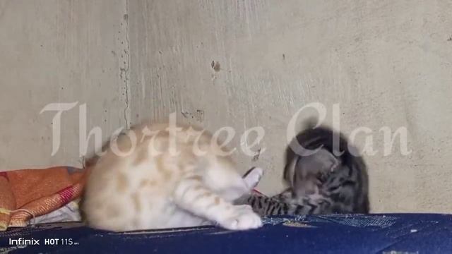 Anakan F1 Kucing Hutan,アジアの猫と飼い猫の交配の結果,Результат брака азиатской кошки-тигра и домашней кошки