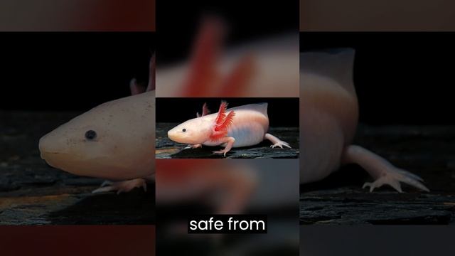 The weirdest amphibian смотреть онлайн