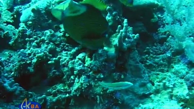 Балистод синеперый. Titan triggerfish (Balistoides viridescens) смотреть онлайн