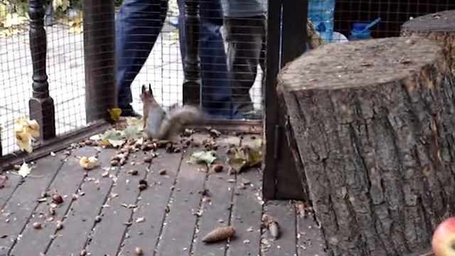 Белки смотреть онлайн