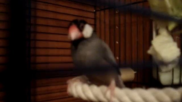 My Java Sparrow attacks lettuce смотреть онлайн