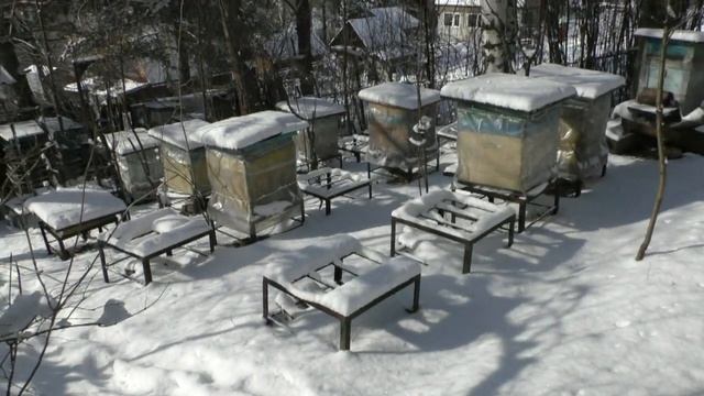 Пчелы. Весна. Но природа что - то перепутала смотреть онлайн