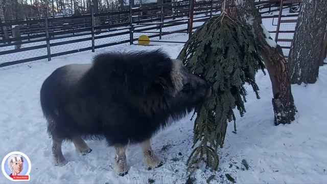 "Роев ручей" овцебычка Алана поедает хвою ёлки🌲 январь 2024 год. смотреть онлайн