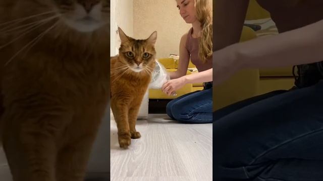 Я записала большой влог про ремонт на YouTube этой осенью. Там больше историй этого преображения✨ смотреть онлайн