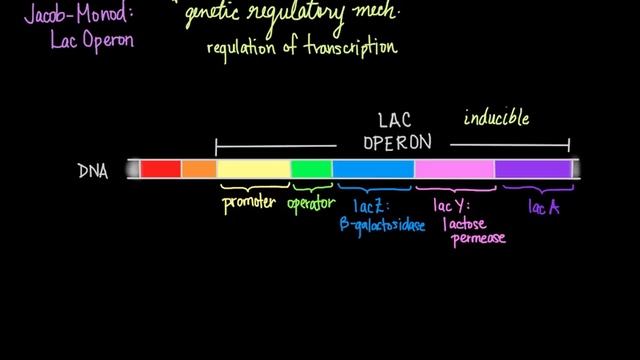 Jacob-Monod: The Lac Operon смотреть онлайн