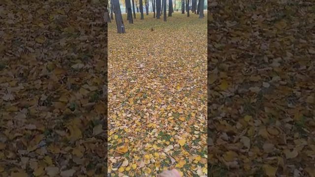 Как сажать грецкий орех 😆