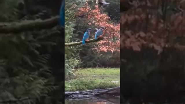Подарок обиженной жене