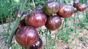 Томат Бифштекс Марши (Marsha's Starfighter Beefsteak)