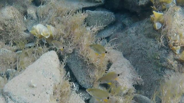 Большой Утриш. Прогулка и подводное видео. смотреть онлайн