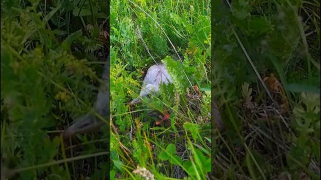 Птенец журавля часть 3 смотреть онлайн