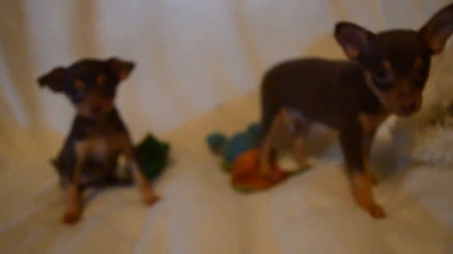 Шоколадные мальчик и девочка смотреть онлайн