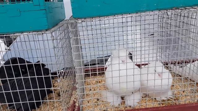 24.02.19. Птичий рынок г.Кропоткин ч3. Bird market Kropotkin, part 3 смотреть онлайн