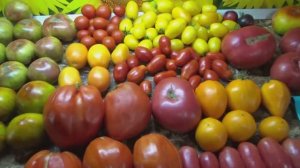 Томат Миллионер - очень урожайный сорт с плодами - гигантами! №768 в Каталоге.