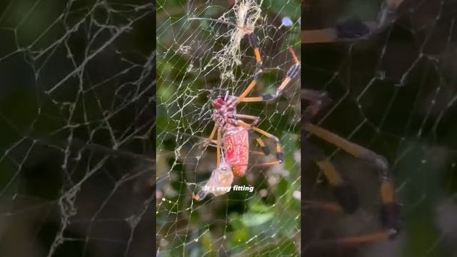 Venomous Banana Spider Wraps Up a Honey Bee смотреть онлайн