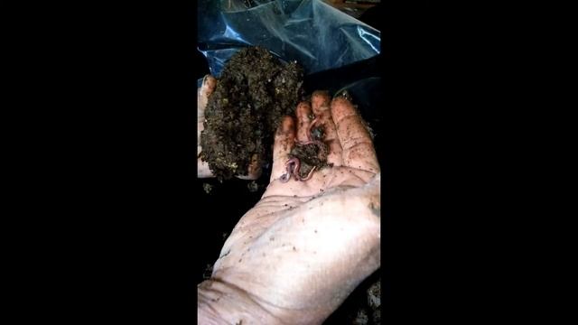 Biofábrica CRISAI смотреть онлайн