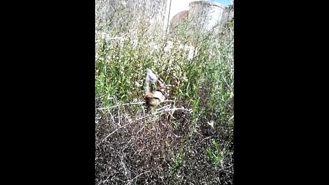 *ARAÑA TIGRE O AVISPA* (Argiope bruennichi) EN ACCIÓN смотреть онлайн