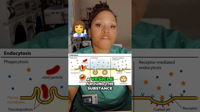 Discover The Fascinating World Of Endocytosis And Exocytosis