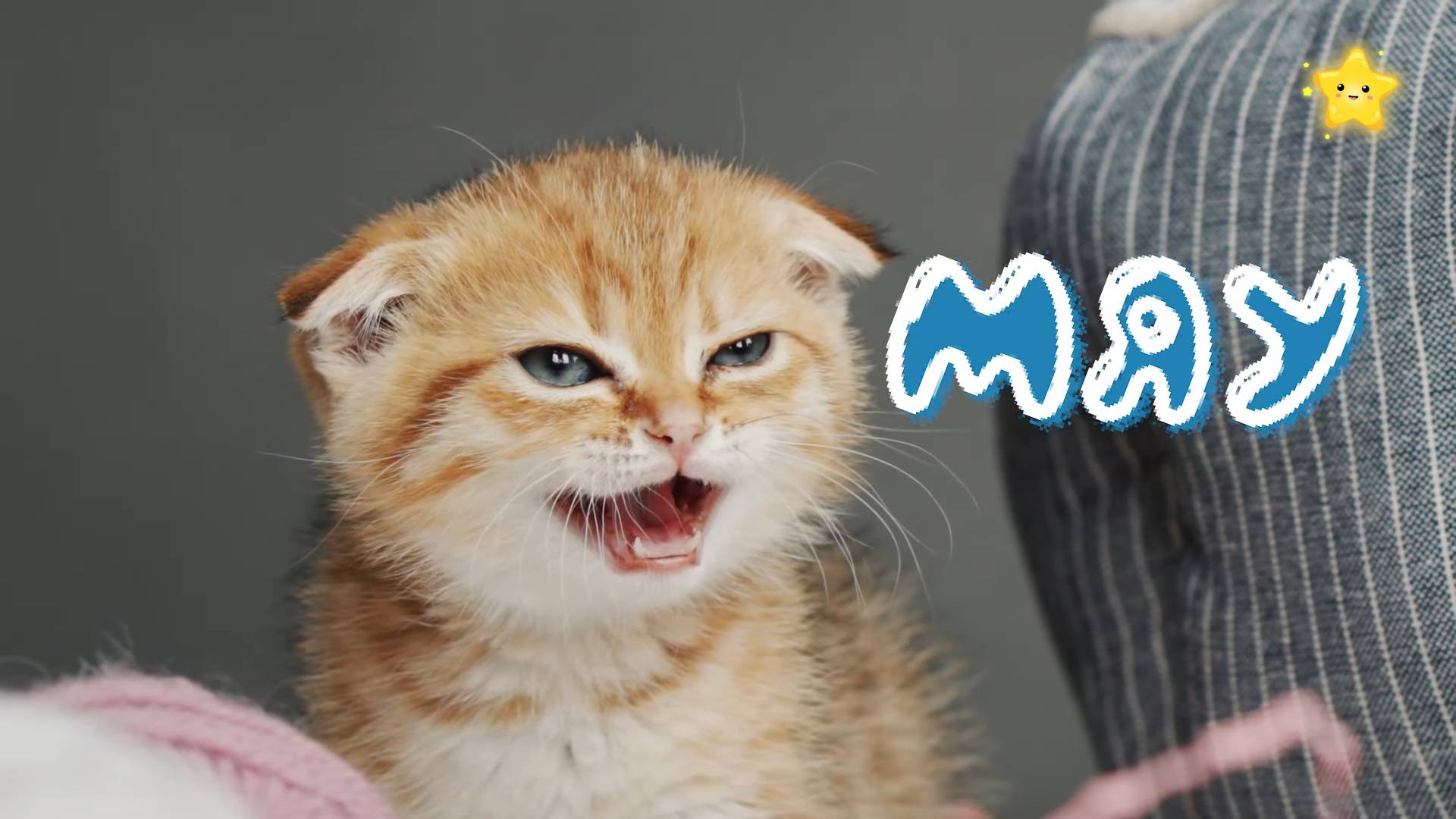 ДУБА ДУБА ДУБА Мяуканье кошек для детей