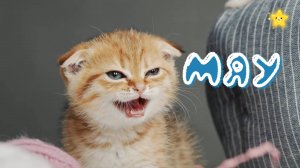 ДУБА ДУБА ДУБА Мяуканье кошек для детей