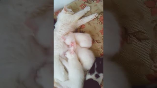 Кормление котят турецкой ангоры смотреть онлайн