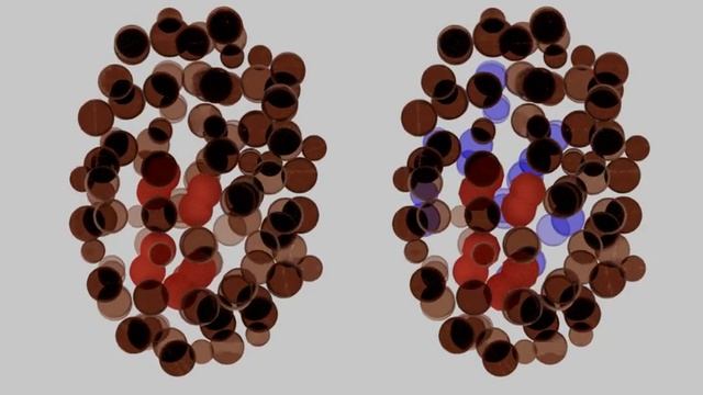 Embryo: E cells red. Right: Mesoderm cells in blue смотреть онлайн