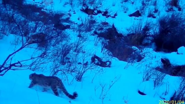 Снежный барс попал на видео в Жамбылской области смотреть онлайн