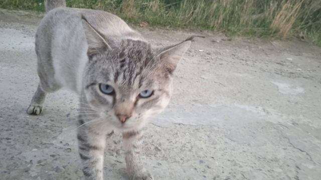 Эта песня была исполнена во время избрания одного из руководителей РД смотреть онлайн