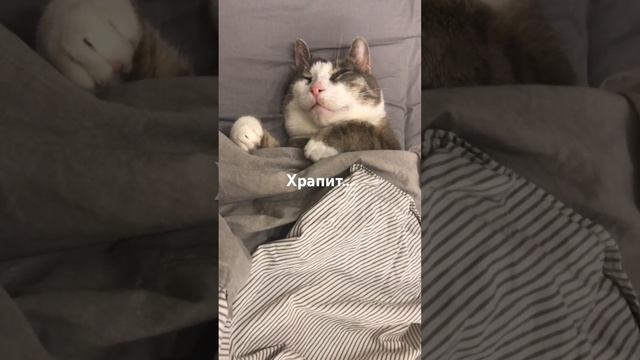 Наш Кот Серж храпит смотреть онлайн