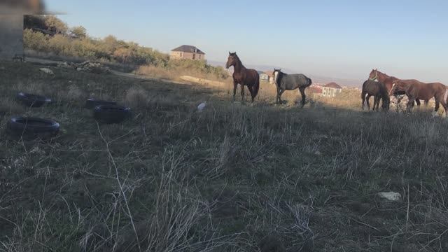 Умиротворённые смотреть онлайн