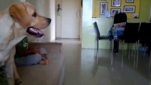 Подборка  Собаки защищают детей  Selection  Dogs protect kids